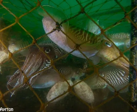 Cuttlefish caught in a pot