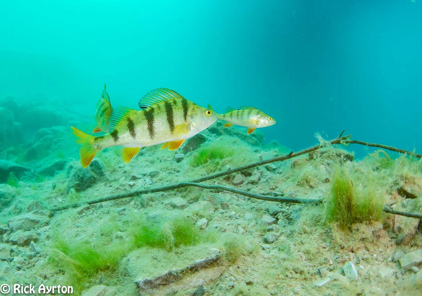 Perch can be found in NDAC, the population grows significantly over the summer with large shoals present in the autumn.