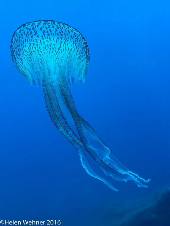 iPhone image of jellyfish, natural light, no torch