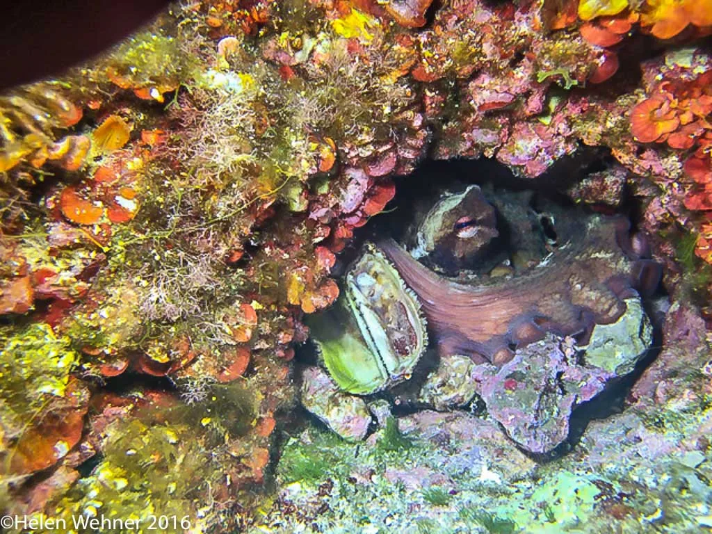 iPhone image, octopus hiding on a Majorcan reef