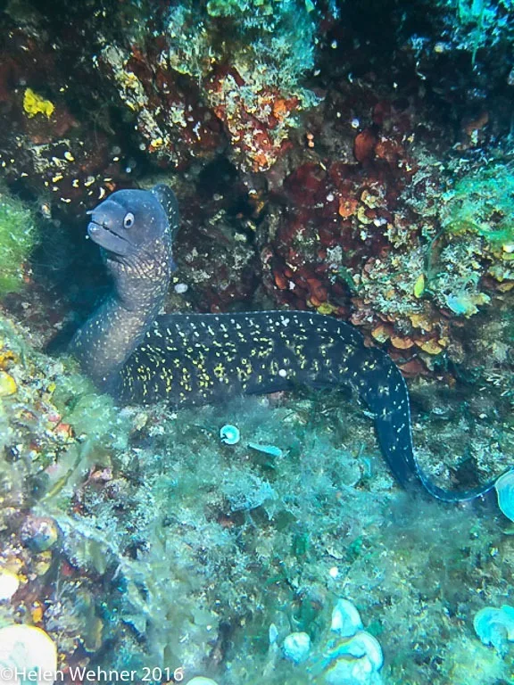 iPhone image of the Moray
