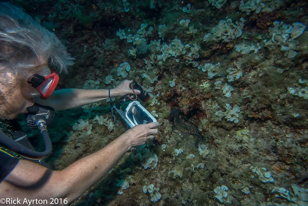 Using the iPhone to photograph a Moray