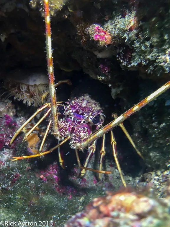 iPhone image - crayfish on a Croatian reef, torch used to add light
