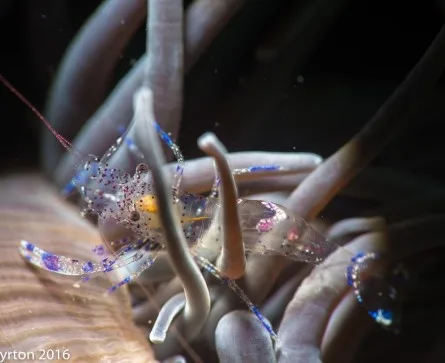 night dive critters