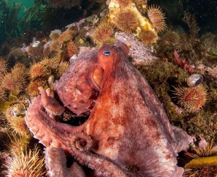 Southern Red Octopus by Enric Sala