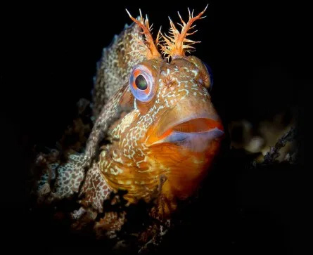 What Keeps You Diving? - Paul Savage